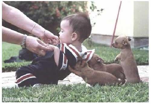 HelpingDogs.jpg