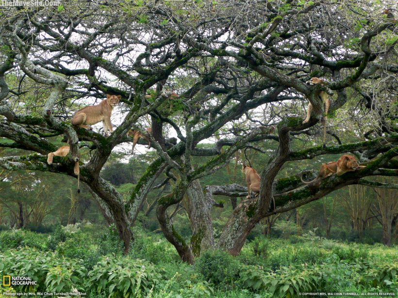 BewareTheKenyanTreeLions.jpg