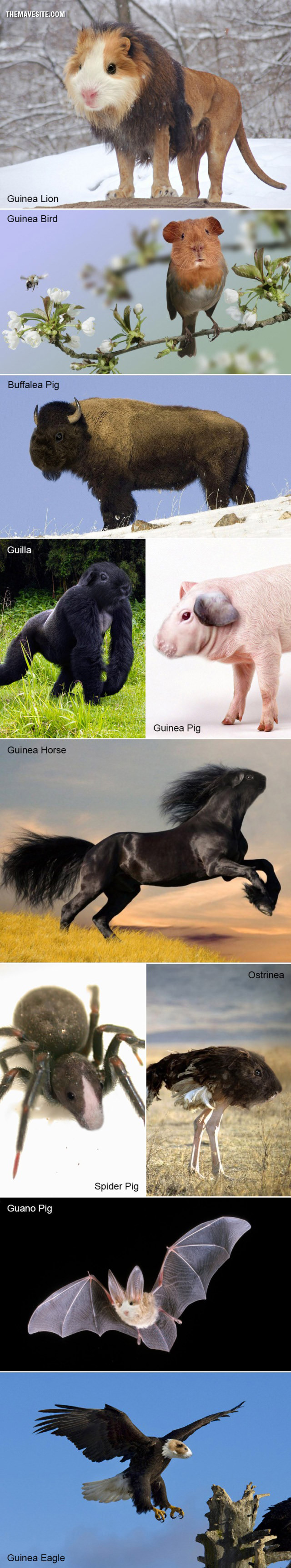 Guinea%20pig%20crossovers.jpg