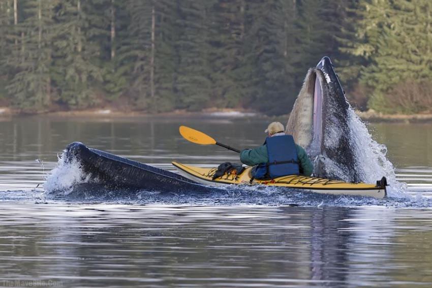 JustAWhaleTryingToEatSomeoneOnAKayak.jpg