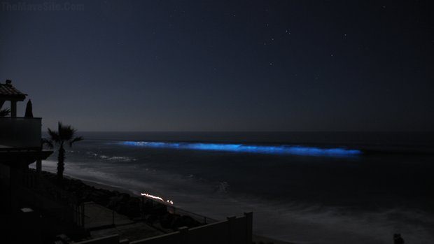 GlowingPlanktonInSanDiego..jpg