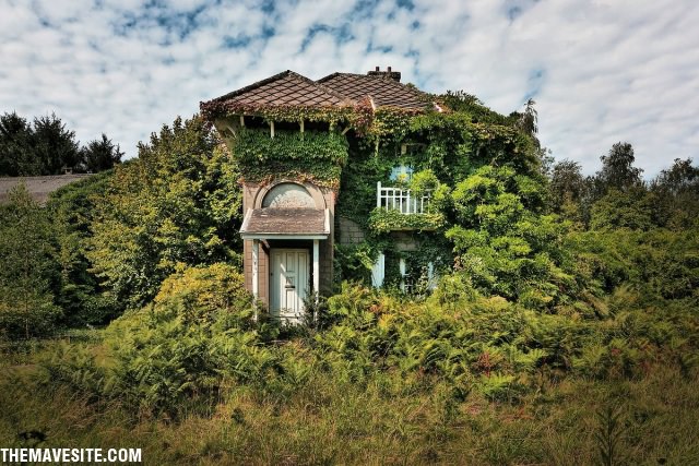Overgrown.jpg