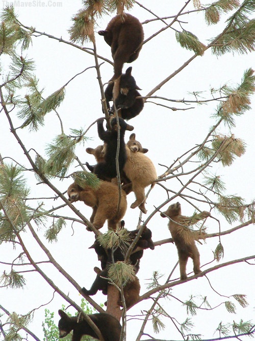 BearTree.jpg