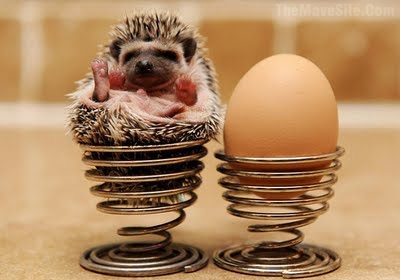 JustAHedgehogInAnEggCup.jpg