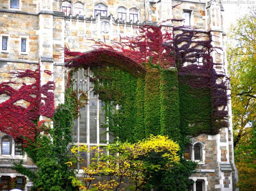 ColorfulFloweryBuilding.jpg