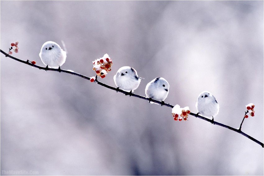 SnowBirds.jpg