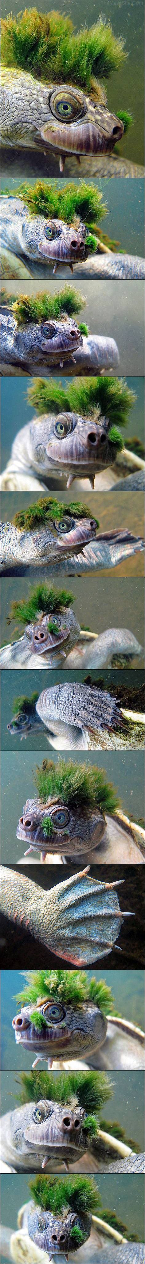 MossTurtle.jpg