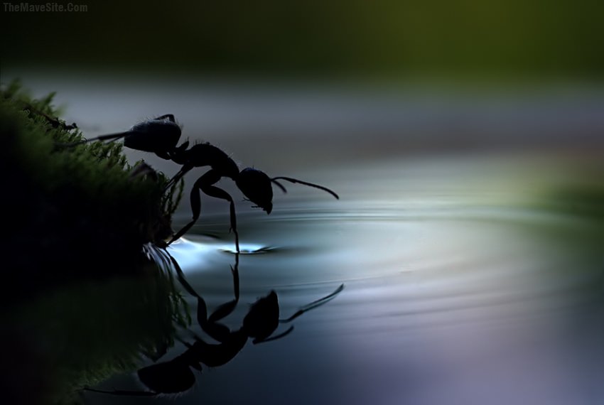SurfaceTension.jpg