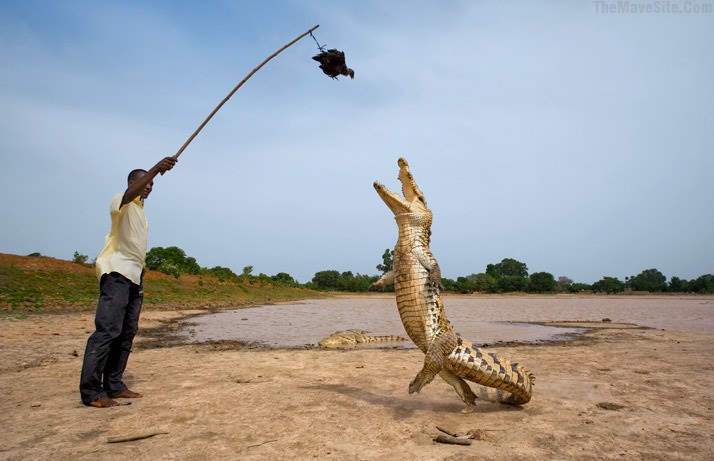 CrocodileLunch.jpg