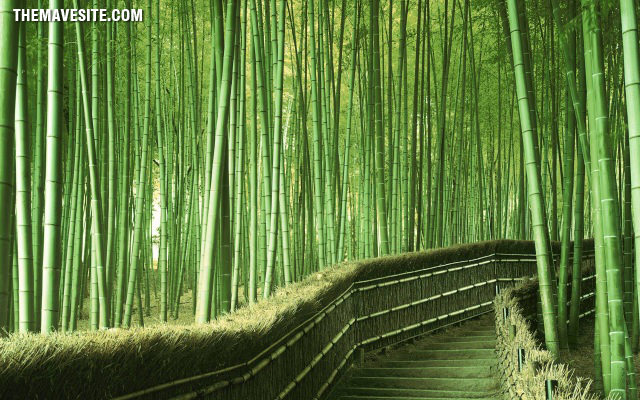 BambooForest%2cKyoto%2cJapan.jpg