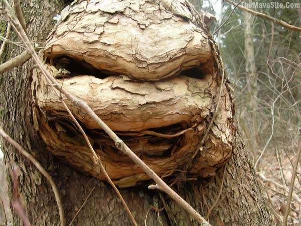TeenageMutantNinjaTree.jpg