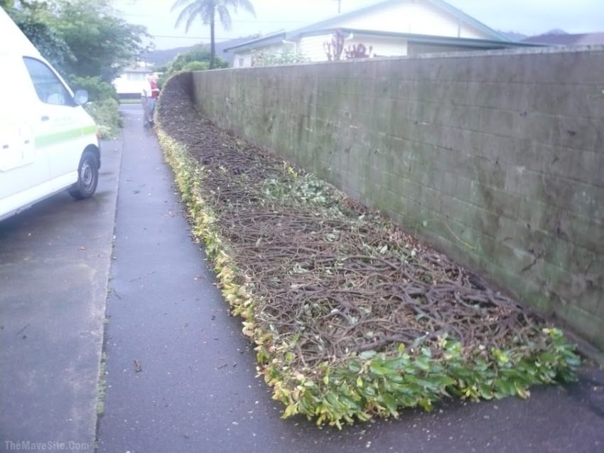 WhenHedgesComeUnstuck.jpg