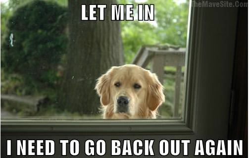 EveryDogInTheWorld.jpg