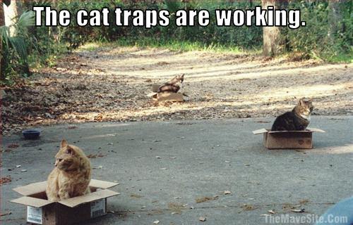 TheCatTrapsAreWorking.jpg