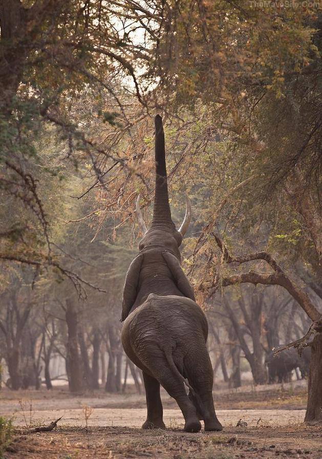 ElephantMid-Sneeze.jpg