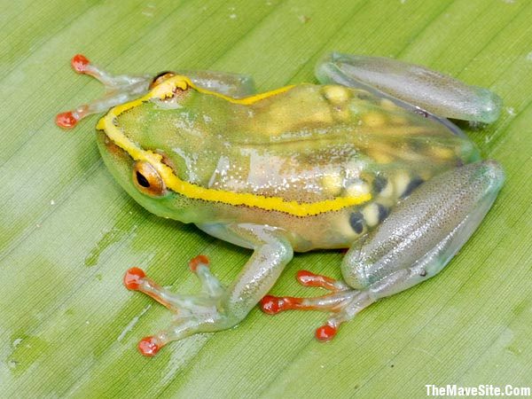 TransparentPregnantFrog.jpg