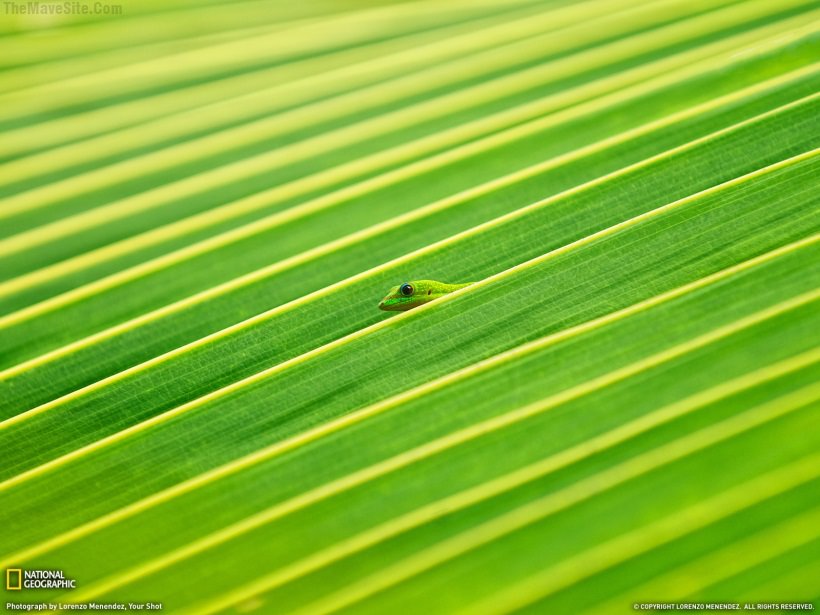 GeckoAndPalmFrond.jpg