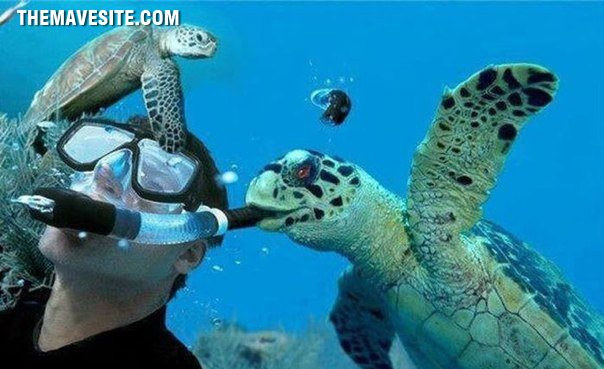 KillerTurtle.jpg