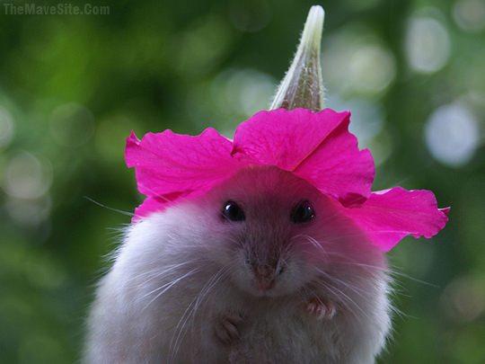 HamsterUsesFlowerAsAHat.jpg