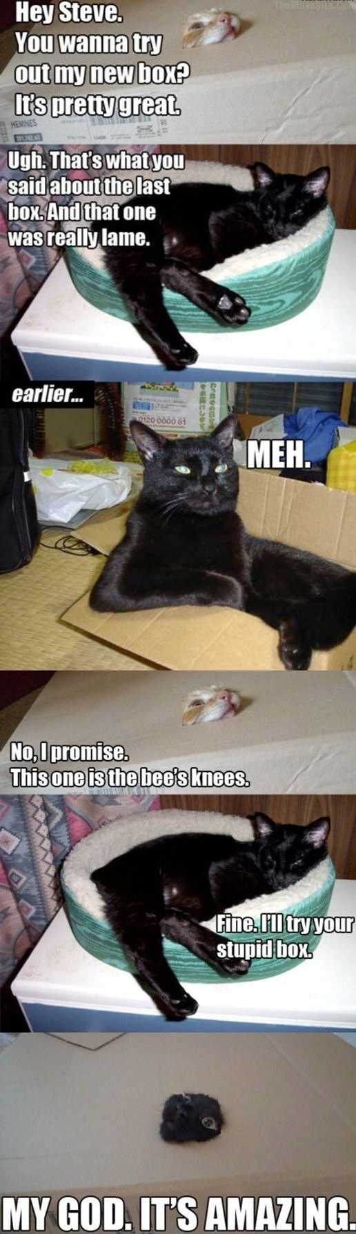 AmazingCatBox.jpg