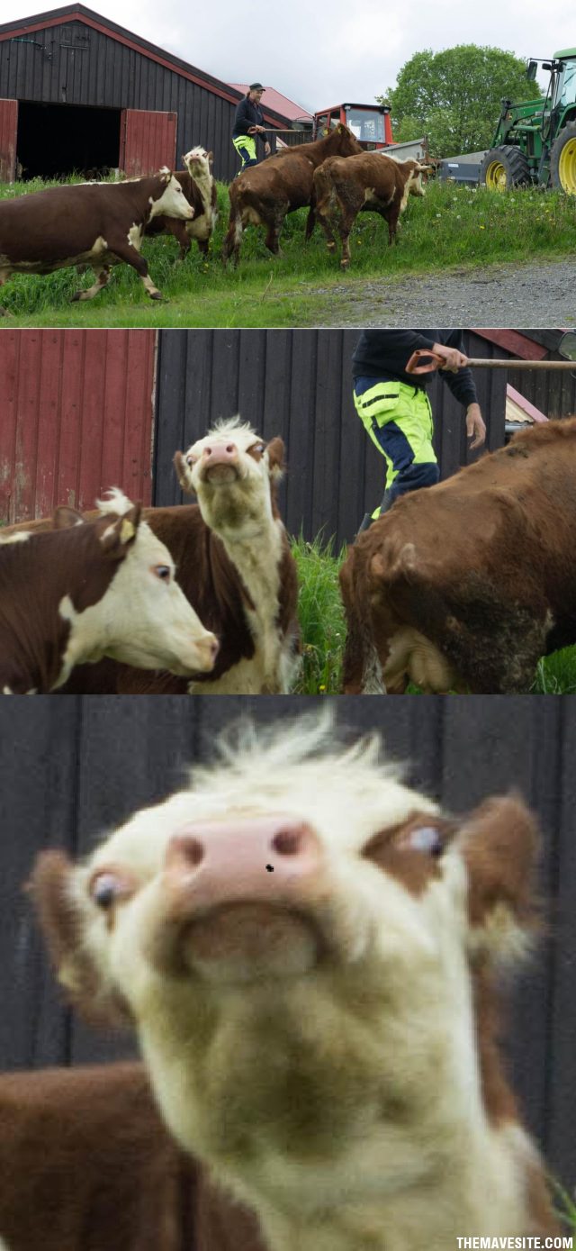 Cows.jpg