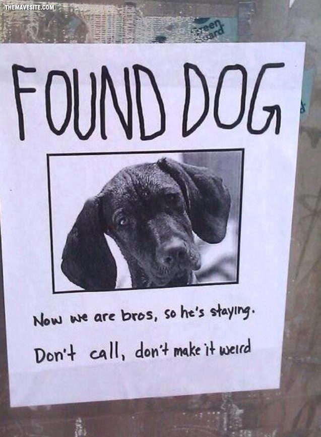 FoundDog.jpg