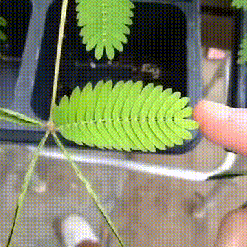 rmjhY96.gif