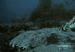 iEct09W.gif