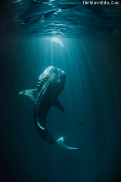 WhaleSharkInLight.jpg