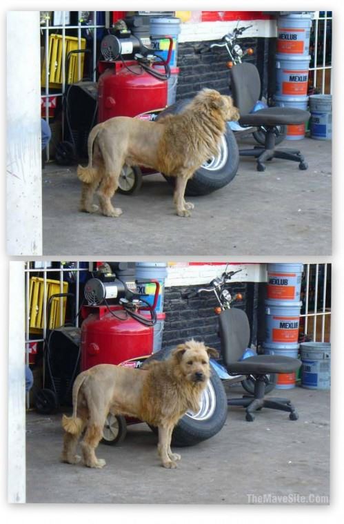 LionDog.jpg