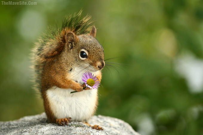 SquirrelAwaitingHisLover.jpg
