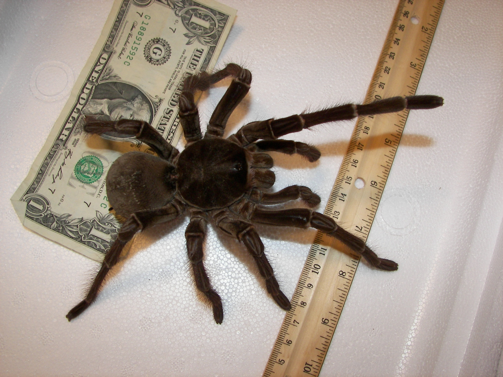 Theraphosa_blondi_1.jpg