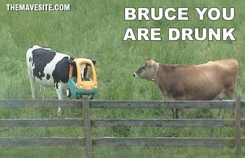 HolyCow.jpg