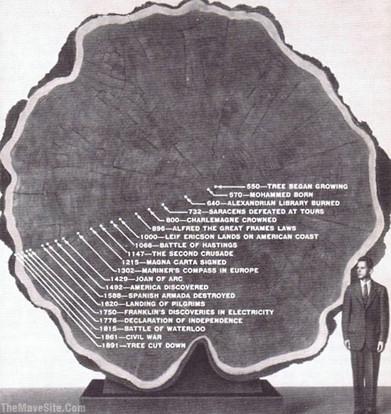 HugeTree.jpg