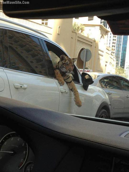 JustAnAverageDayInDubaiTraffic.jpg