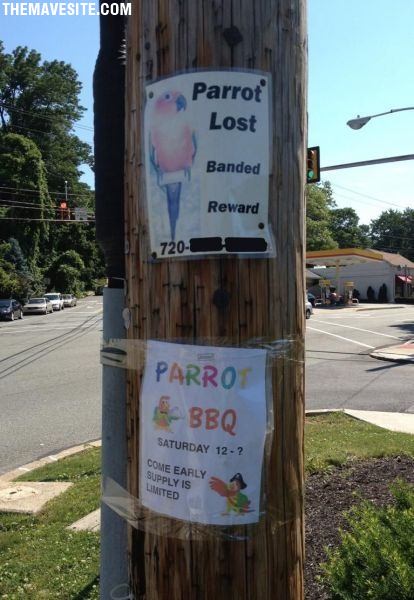 ParrotLost.jpg