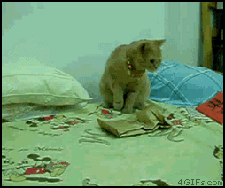 1 (8).gif