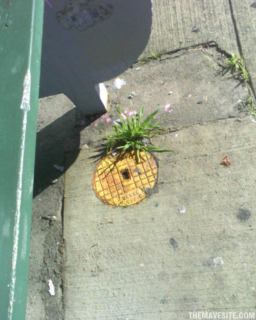 UrbanPineapple.jpg