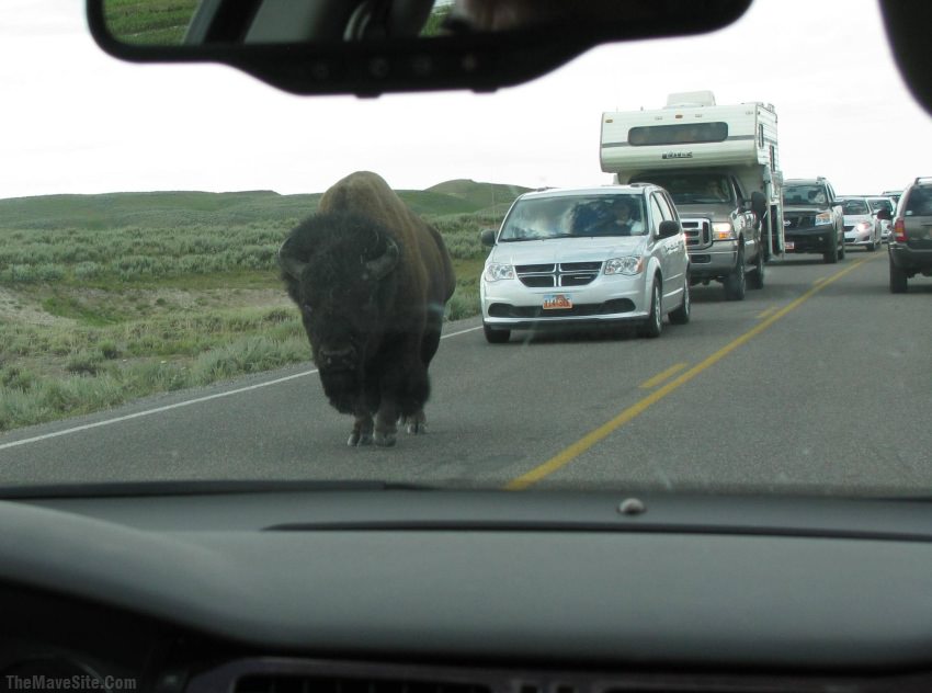ScumbagBison.jpg