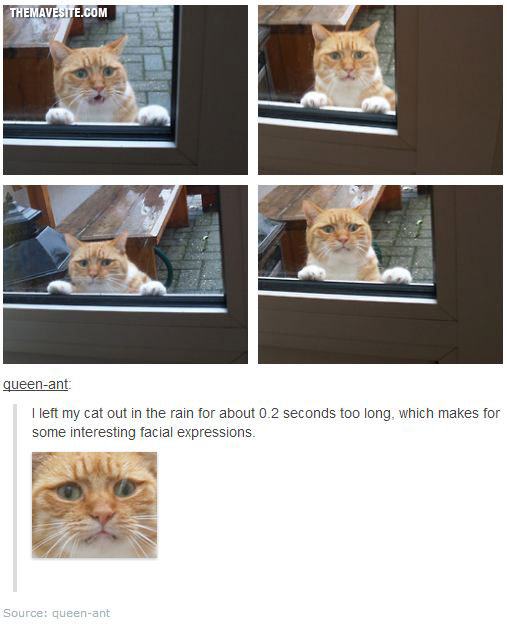 CatsAndRain.jpg