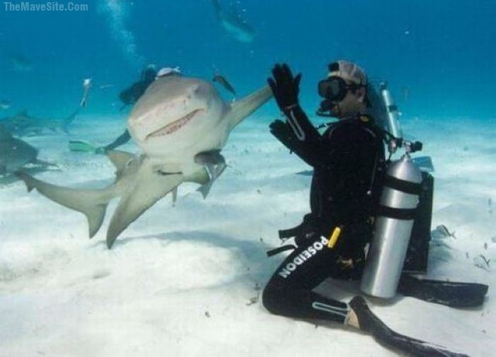SharkHi5.jpg