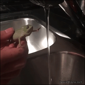 duydXfm.gif