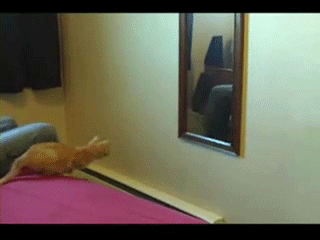 EcGYq.gif