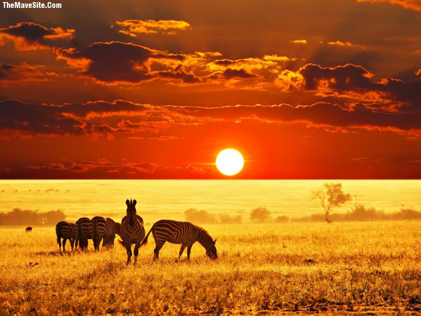 AfricanSavanna.jpg