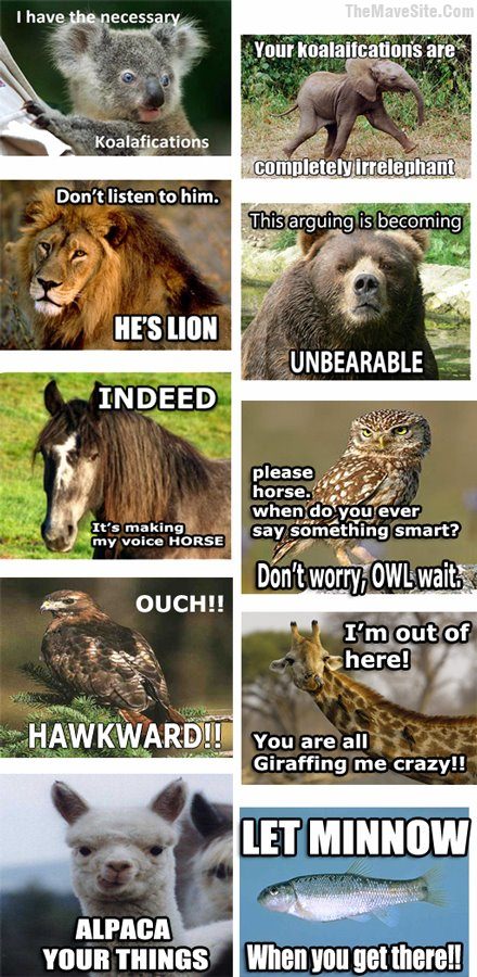 Koalafications.jpg