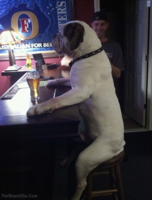 BarDog.jpg