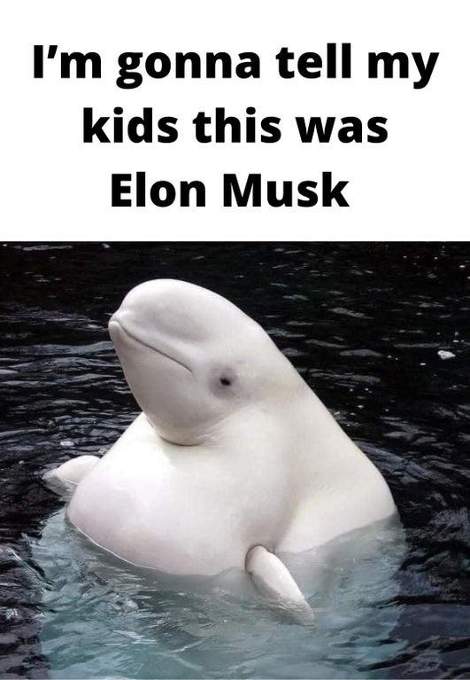 Sfbslo4.jpeg