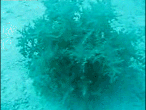 1 (6).gif