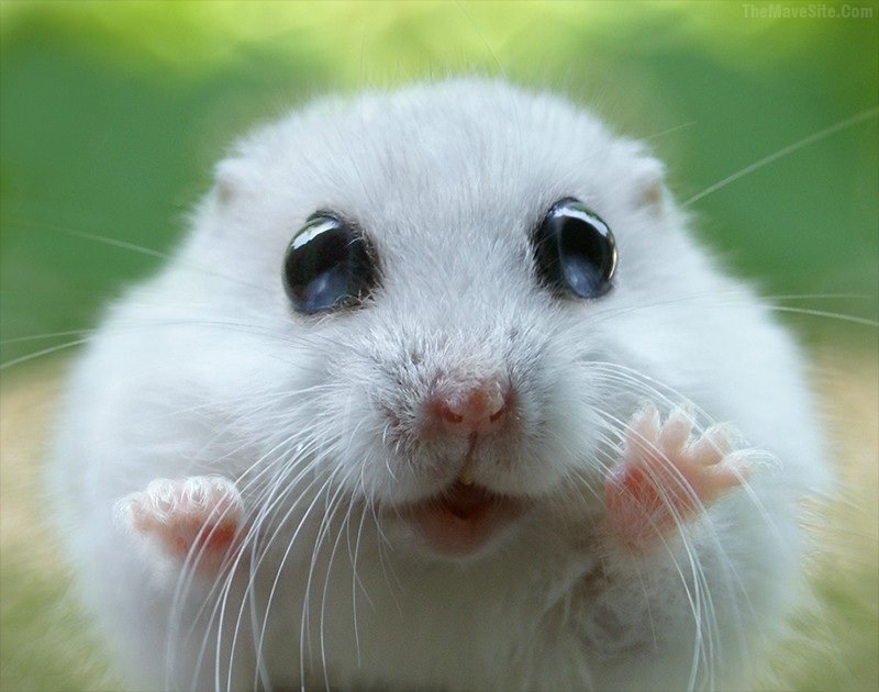 CuteLittleWhiskers.jpg