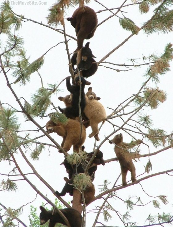 BearTree.jpg